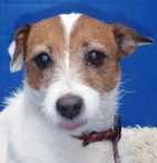 Millie now rehomed.