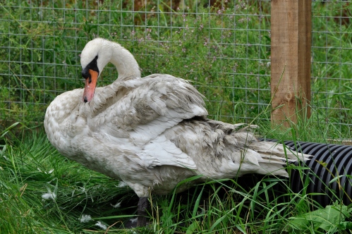 Tweedbank swan